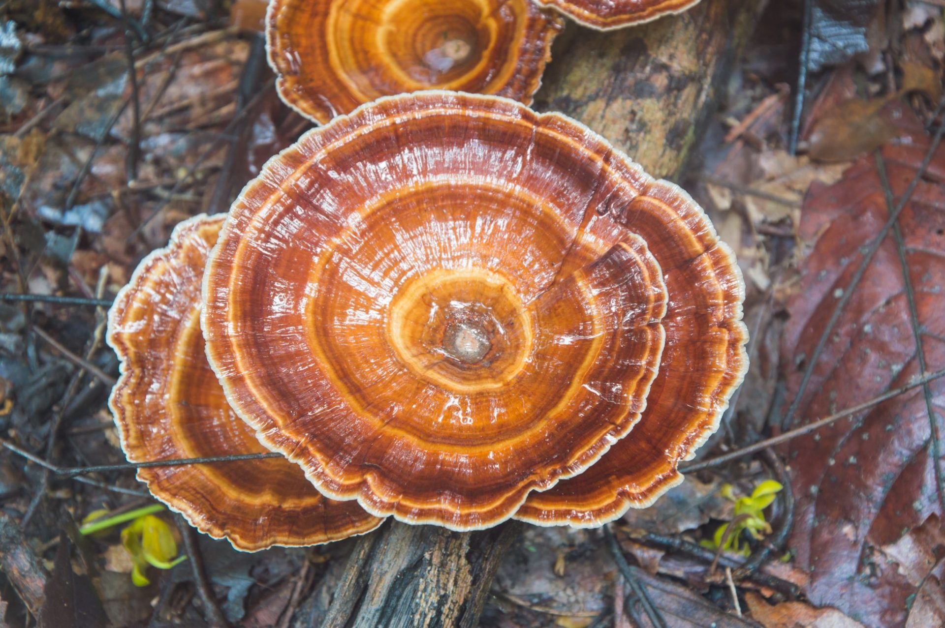 Reishi Mushrooms Combat Cancer Cell Growth | NaturalHealth365