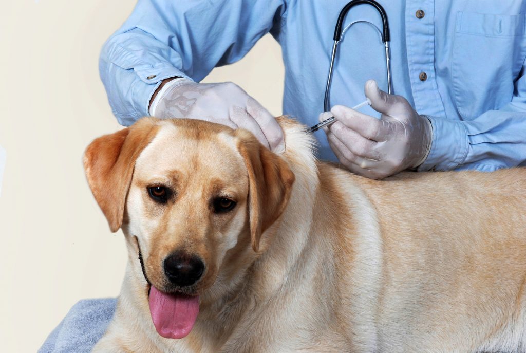 Vaccine dangers - The threat to your pets | NaturalHealth365