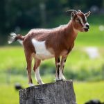 goat-with-covid-19