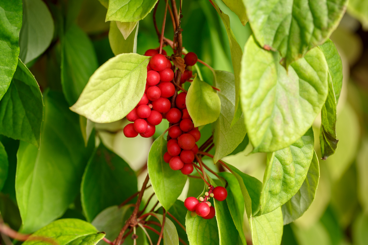 schisandra-may-preserve-cognitive-function-naturalhealth365