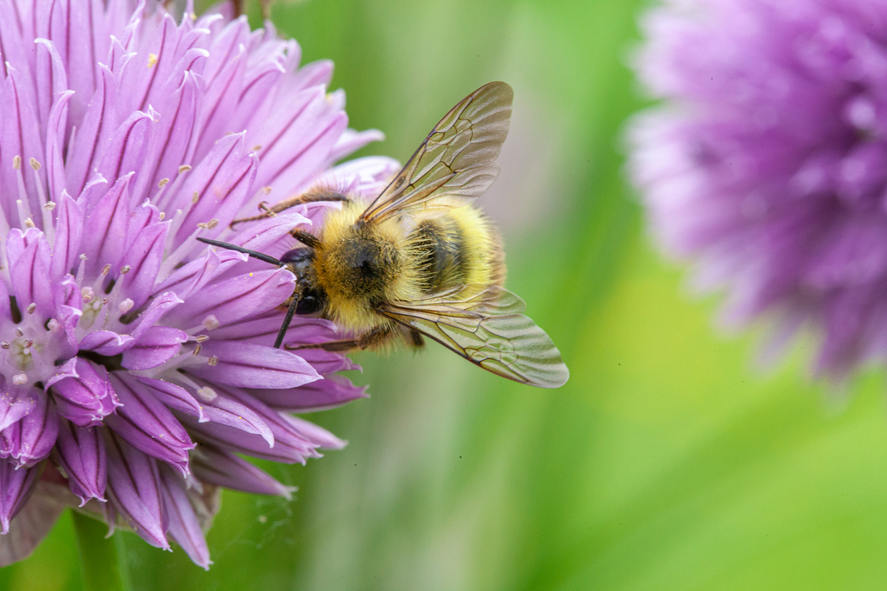 Decline In Bees Threatens Humanity | NaturalHealth365