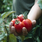 tomato-slashes-skin-cancer-risk