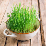 wheatgrass