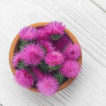 milk-thistle