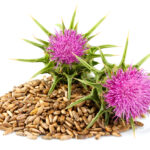 milk-thistle